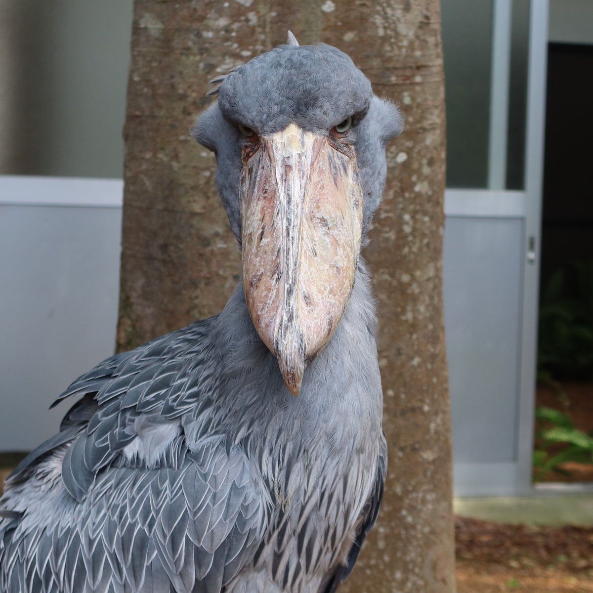 matsuevogelpark's tweet photo. 久しぶりに強面のフドウをどうぞ。

#ハシビロコウ　#フドウ https://t.co/aZ9NpKM09g