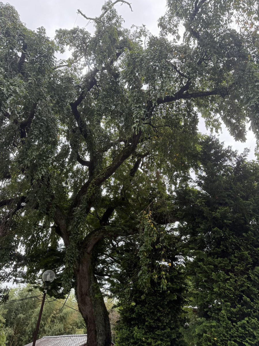 eunoske's tweet photo. 雷雨が来る前に墓参り。 https://t.co/dzAn0qWLPo