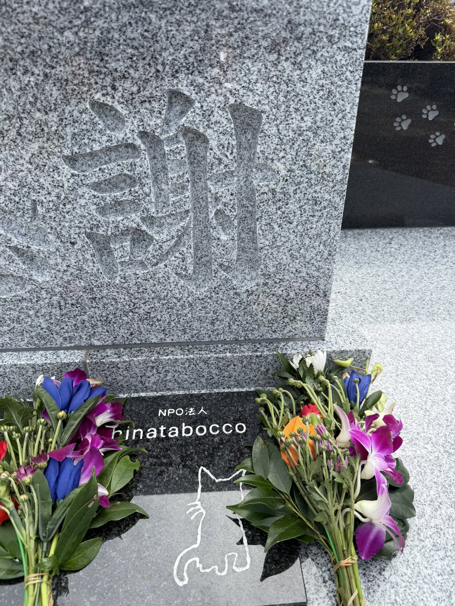hinatabocco_k's tweet photo. 今年もお盆がやってきました
虹の橋を渡って行った子達が帰って参ります
心を込めて迎えてあげたいと思います
みんな〜帰っておいで💕
みんなの帰りを待ってます https://t.co/N60zC5fgm5
