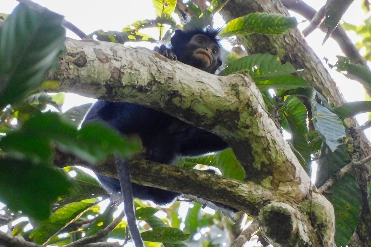 DiscoverHQ's tweet photo. 🐒 في 2026.. ��لعلماء يكتشفون نوعًا جديدًا من القرود!

في غابات الكونغو ظهر **Likweli** بوجه أسود وشفاه برتقالية لافتة، ولم يكن مسجلًا كنوع مستقل لدى العلم.

والأغرب أن السكان المحليين كانوا يعرفونه منذ زمن! 😳 https://t.co/W4Cz8GBgi6