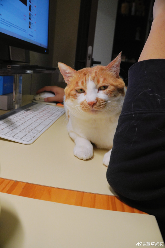 DarlaSagar's tweet photo. Mid-work slump = 5min cat video break  No productivity required right now. https://t.co/MjDdzaoNQF