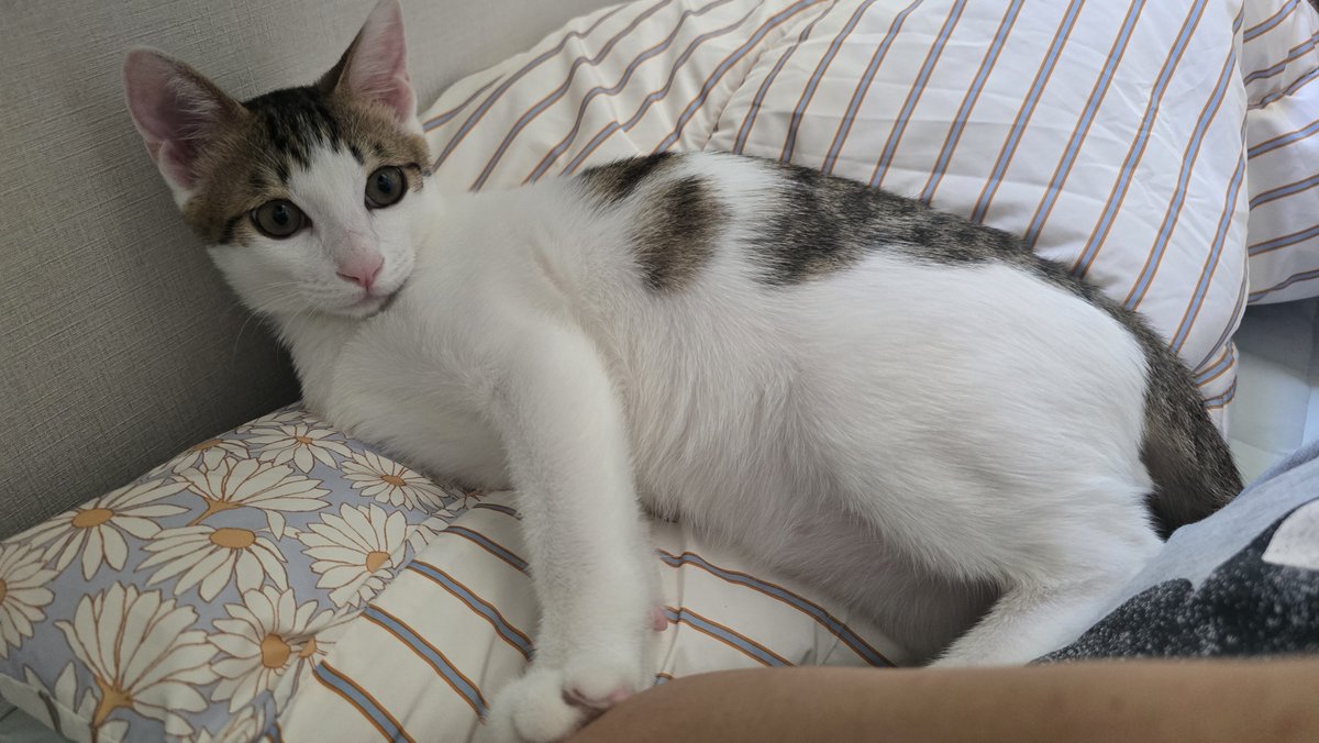 fkeep190601's tweet photo. 아 저희집 고양이 김모카씨도 잘자라고 있어요 !! 폭풍 성장중
엄마 껌딱지예요 https://t.co/zq320qaICF