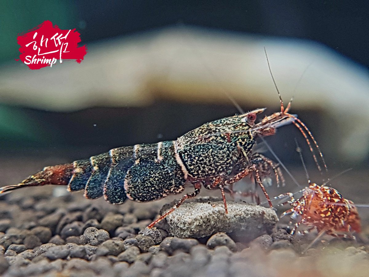 jangche48314155's tweet photo. Blue Blizzard
#shrimptank #caridina #oePurple #shrimpbreeding #shrimpbreeder #beeshrimp #shrimpaquarium #aquarium #aquariumplants #aquariumfish #aquariumtank #レッドビーシュリンプ #aquariumlife #akwarium #aquariums #fishtank #fishtanks #fishofinstagram #Hornet https://t.co/uHG37YCYMn