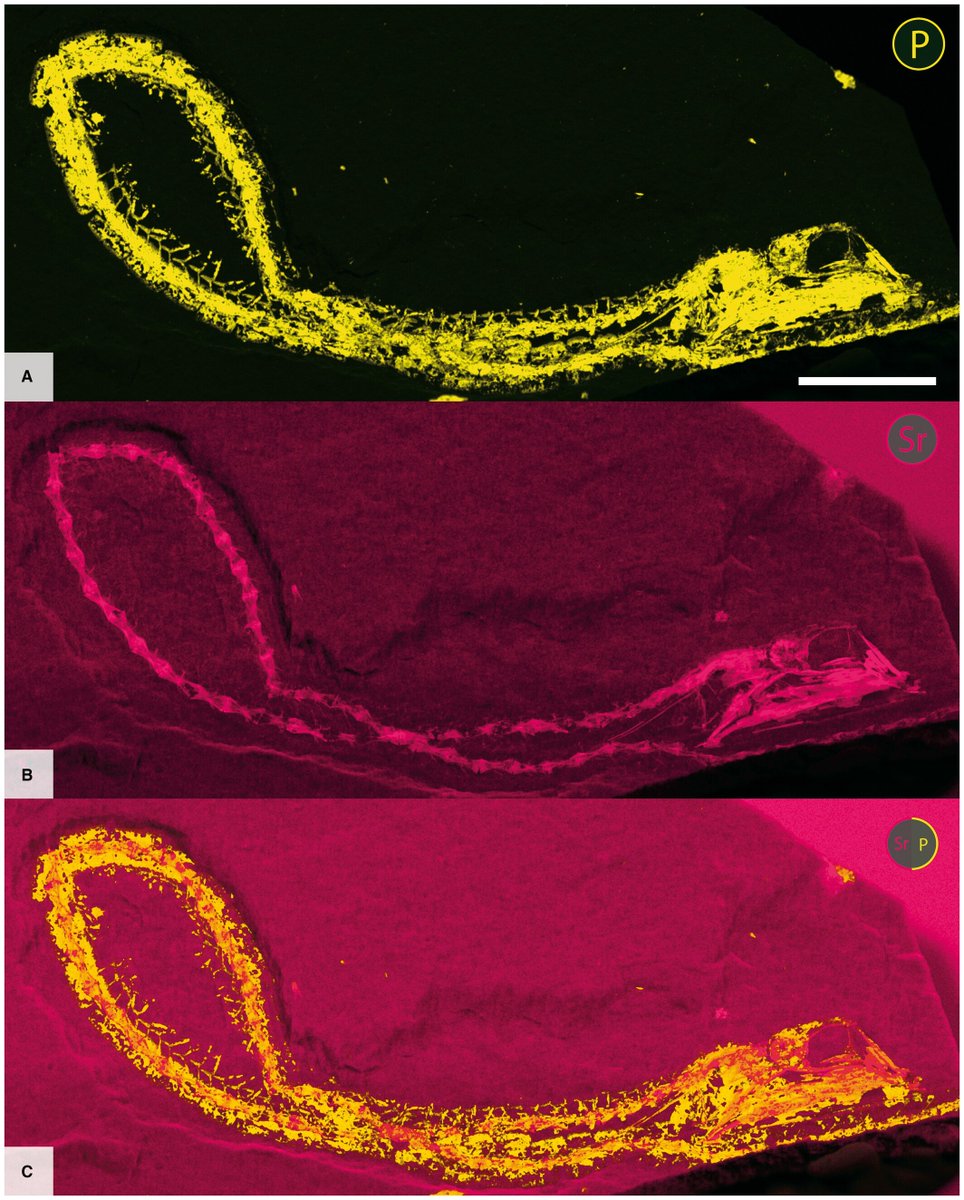ChaseBrownstein's tweet photo. WHAT! Fossil tube-eye!!!! Literally a one-in-a-million discovery https://t.co/6k2O1Gv1DD #biology #evolution https://t.co/wn7XHum3j3