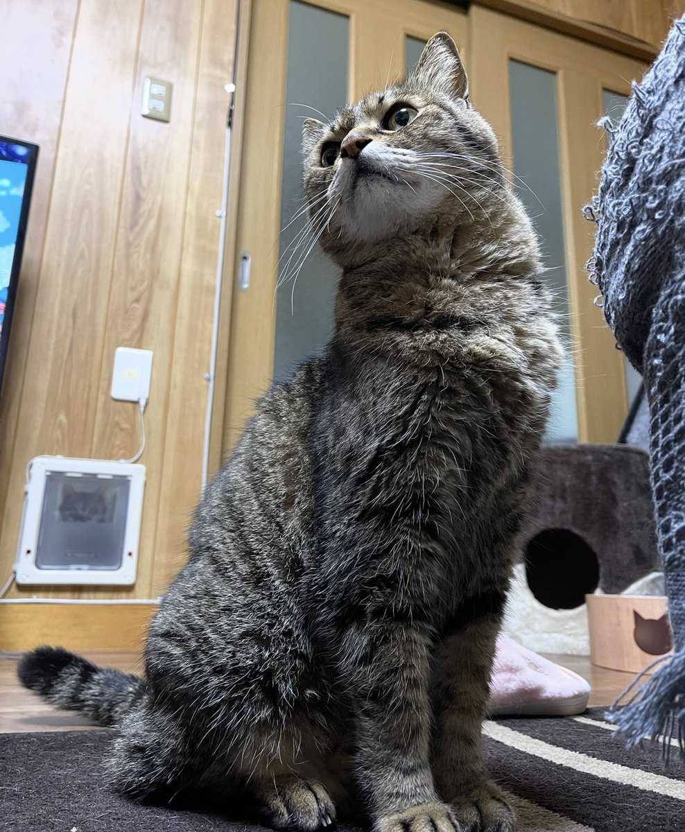 neccobucho's tweet photo. お 分 か り い た だ け た だ ろ う か … https://t.co/xo8hjh7529