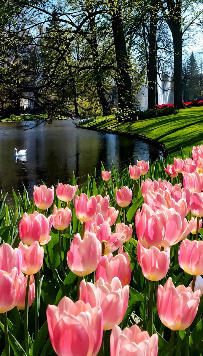 Azmatji100's tweet photo. @NasirA17457 Good morning have a nice day 🌹 https://t.co/0HkdvFY59I