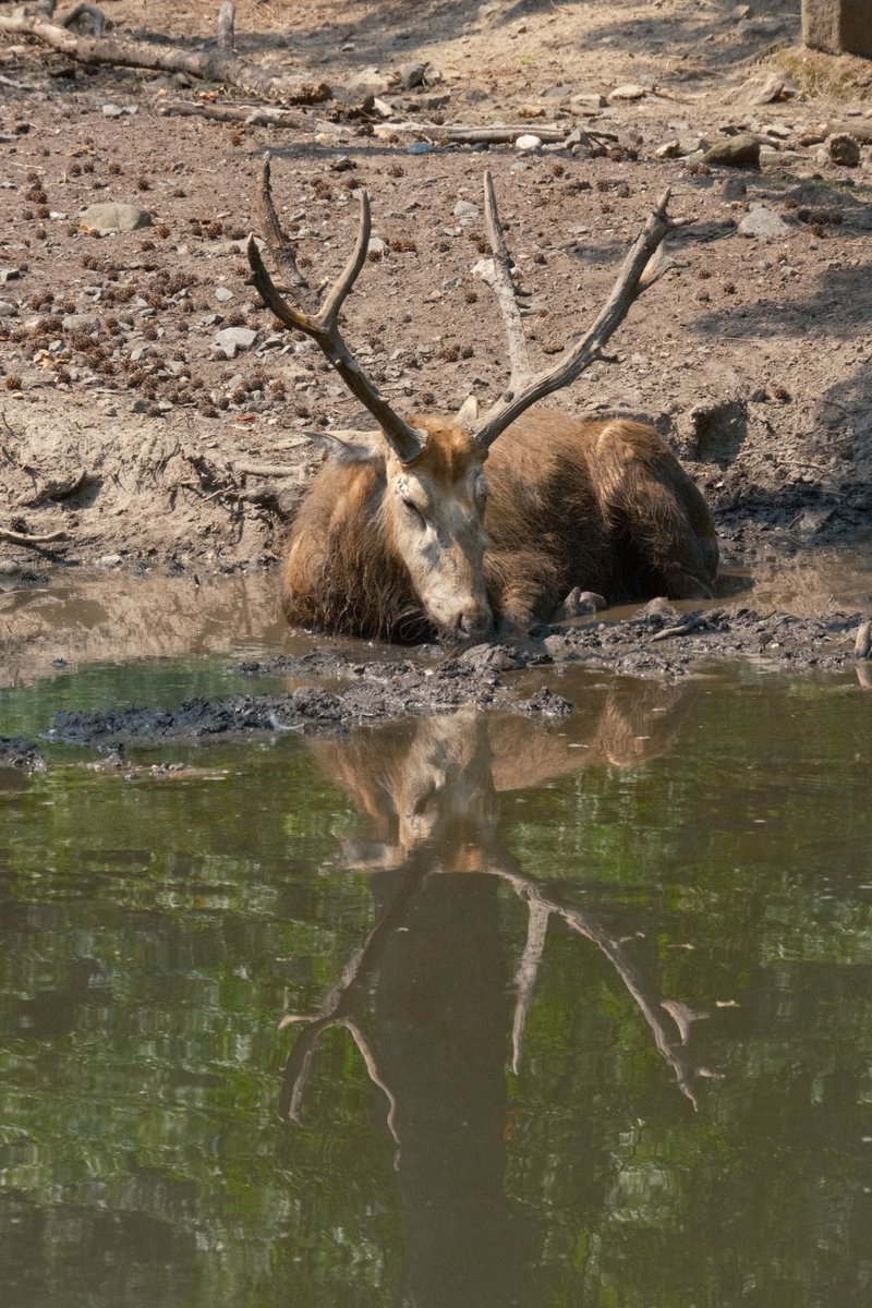 DarrenChen528's tweet photo. Share a photo of reflection!
The deer is resting, and the water is holding his dream. 💤🦌 https://t.co/SJEDtcQoMh
