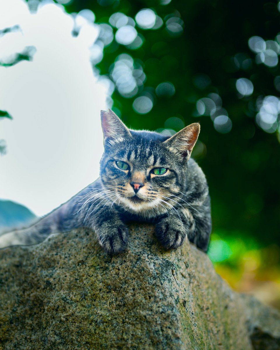 KintyoF's tweet photo. 野良猫ちゃん

いい表情してくれる👍

#野良猫　#猫　#ぬこ  #Nikon https://t.co/ZLoqJGYIGf