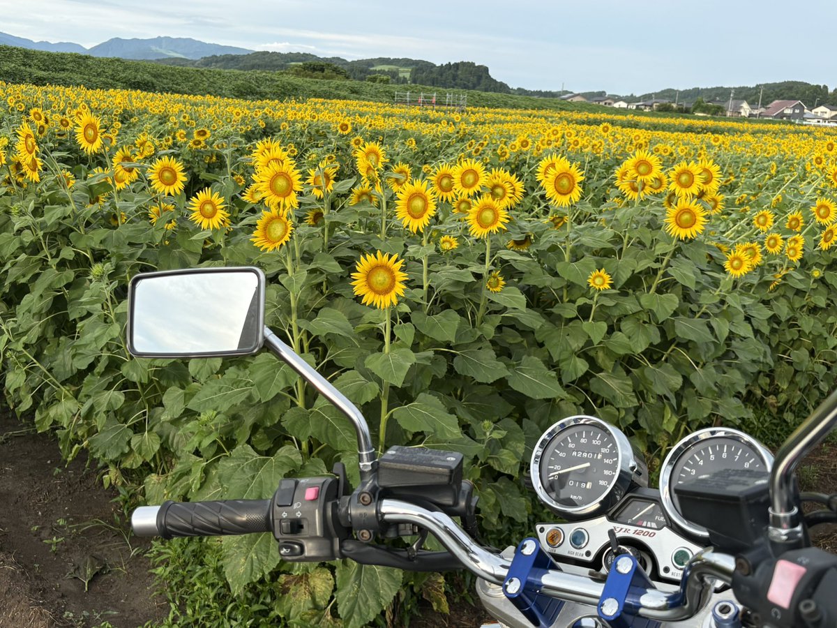 tmge_18312's tweet photo. 先週に続きこの前の日曜も朝6時から8時まで
バイクに乗ってました🏍️💨

去年も観に行った郊外にある『ひまわり畑』の
ひまわりを観に行きました。

早朝だったので観に来ていた人は10人位で空いてました。
満開の🌻は綺麗に咲いていましたよ😊
🌻を見ると元気になりますね♪
🌻を観れて良かった😊 https://t.co/4xXXiaiglJ