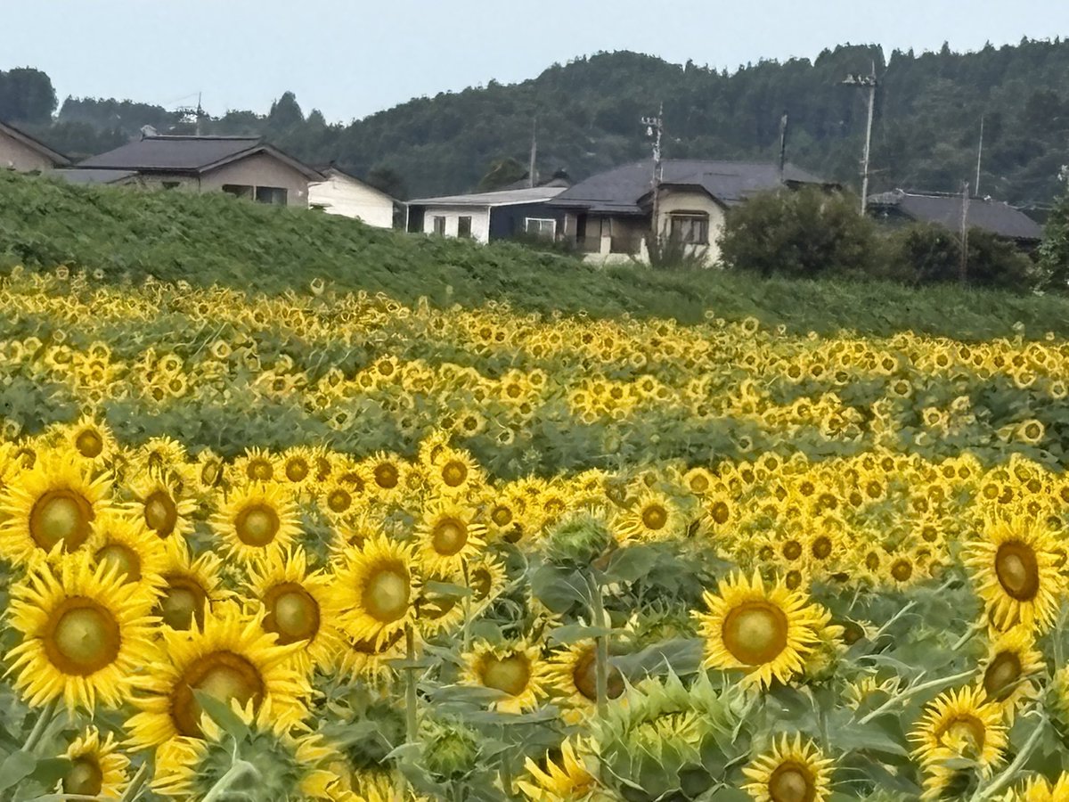 tmge_18312's tweet photo. 先週に続きこの前の日曜も朝6時から8時まで
バイクに乗ってました🏍️💨

去年も観に行った郊外にある『ひまわり畑』の
ひまわりを観に行きました。

早朝だったので観に来ていた人は10人位で空いてました。
満開の🌻は綺麗に咲いていましたよ😊
🌻を見ると元気になりますね♪
🌻を観れて良かった😊 https://t.co/4xXXiaiglJ