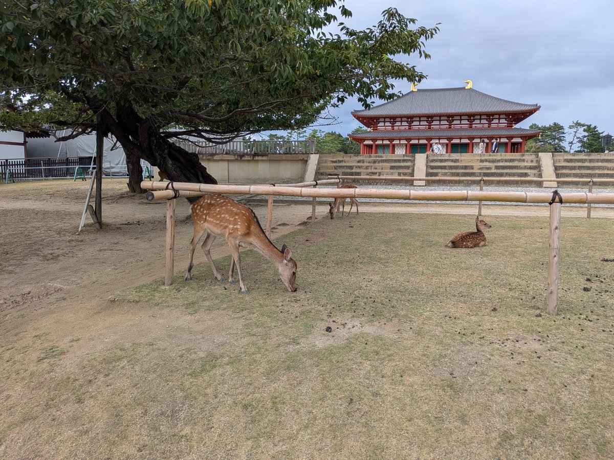 CongCong4649's tweet photo. 🦌鹿鹿鹿鹿鹿鹿鹿鹿
何処もかしこも鹿だらけ！？ https://t.co/M1mAWf4yqa