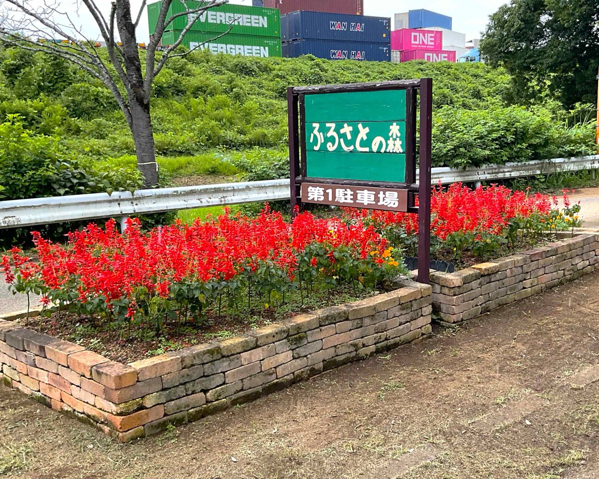 hurusato_park's tweet photo. ここ数日、少し気温も下がりとても過ごしやすいです。
第一駐車場の花壇のサルビアも元気いっぱい咲いています。
皆さんも涼しい時間帯に園内散策されては如何でしょうか？
皆様のお越しをお待ちしております。
＃ふるさとの森
＃公園
＃サルビア
＃花
＃散策
＃こがでくらすと https://t.co/RbE3A42lBq