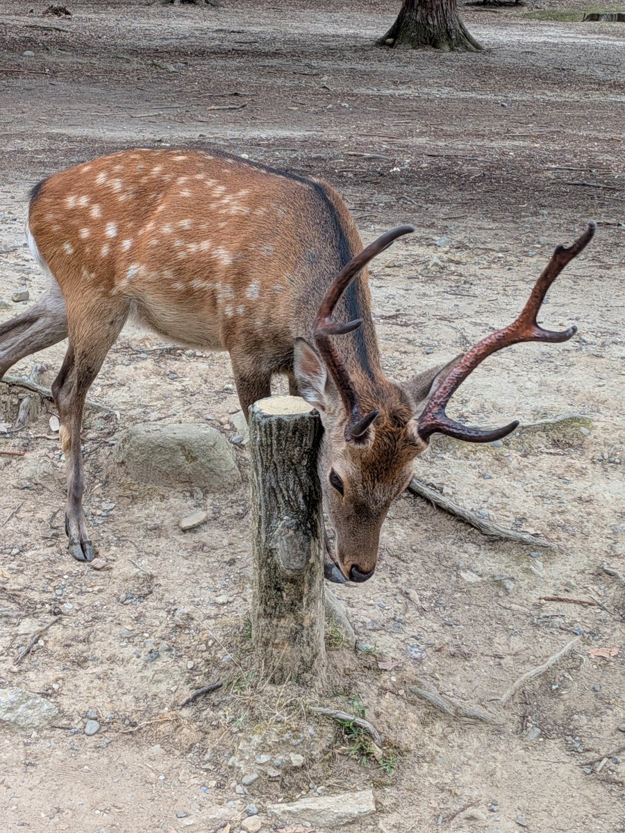 CongCong4649's tweet photo. 🦌鹿鹿鹿鹿鹿鹿鹿鹿
何処もかしこも鹿だらけ！？ https://t.co/M1mAWf4yqa