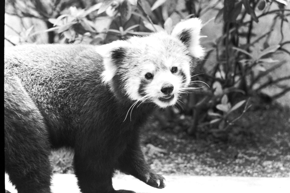 nogeyamazoo401's tweet photo. #ありがとう野毛山 #みんなの野毛山アルバム #今月のマンスリー動物 #レッサーパンダ #日めくりレッサーパンダ

愛称（性別）　コロ（雄）
飼育期間　1977年1月～1984年12月

#野毛山動物園 
2027年１月７日～休園予定 https://t.co/6iSjSPpYdc