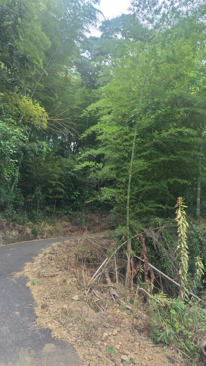 coffee83mm's tweet photo. 疲れてるのか
憑かれてるのか

お盆だからね〜
だるくて眠い…

今日はお墓参り
山道を登る https://t.co/cFZyRSnrMk