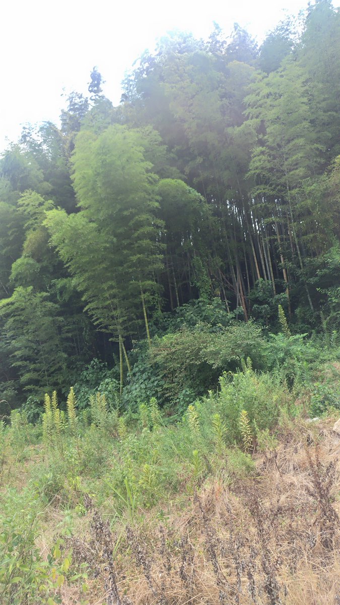 coffee83mm's tweet photo. 疲れてるのか
憑かれてるのか

お盆だからね〜
だるくて眠い…

今日はお墓参り
山道を登る https://t.co/cFZyRSnrMk