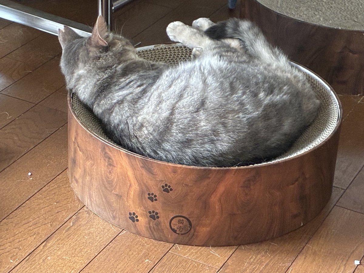 naokoco210's tweet photo. 天気、気圧のせいか寝ても寝ても眠い💤
仕事してると体動かすからスキッとしてるんだけども。
娘たちも朝ごはん食べてからずっとこんな感じw

今日は母ちゃんも猫になる日だにゃー https://t.co/EJYSoLjQYt