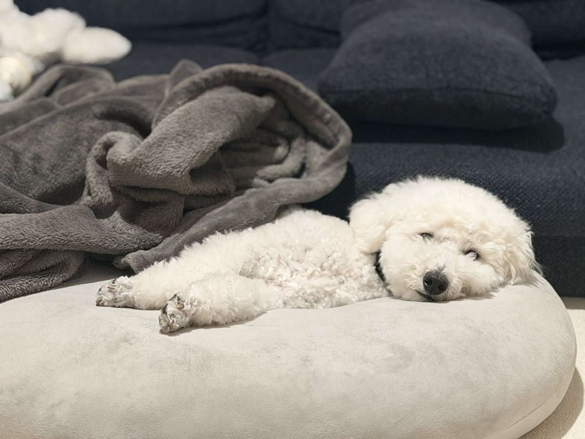 komukomu0704's tweet photo. 去年初めて犬を飼い始めたばかりだけど、生涯ずっと犬と一緒に生きていきたいなと毎日感じるよ https://t.co/OJ8ghiKggR