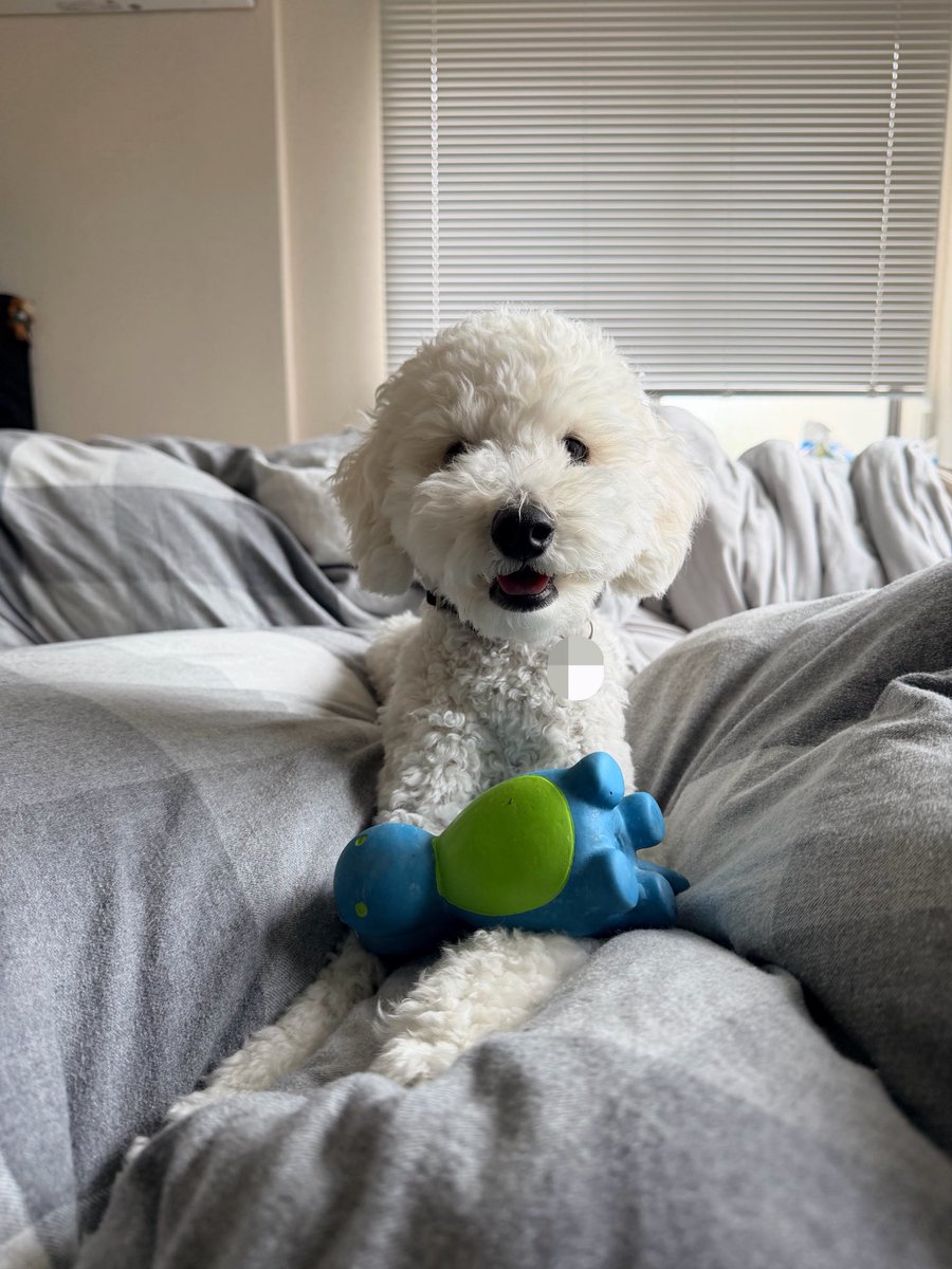 komukomu0704's tweet photo. 去年初めて犬を飼い始めたばかりだけど、生涯ずっと犬と一緒に生きていきたいなと毎日感じるよ https://t.co/OJ8ghiKggR
