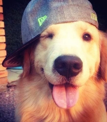 ppleberries's tweet photo. ૮ • ﻌ - ა 🧢 🏀 🐾 https://t.co/XYRbdOYIsq