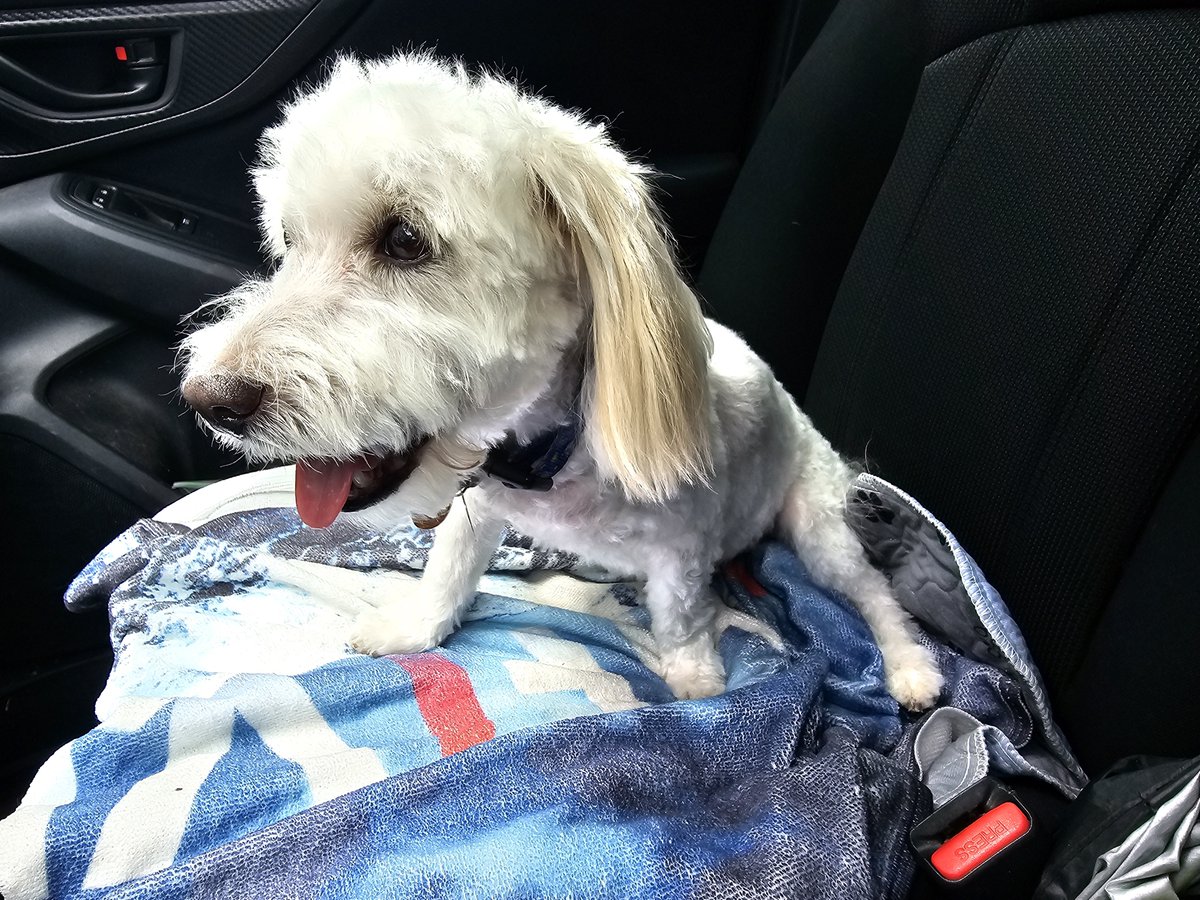 RyInSpace's tweet photo. I had to help Teddy Mercury Kobrick cross the rainbow bridge (8/10) and say goodbye to my bestest friend ever. He brought me so much joy and light for almost 13 years. My little shadow. I love you so much Teddy and wish you were by my side and healthy. Your were the fluffliest. https://t.co/qBTodvultJ