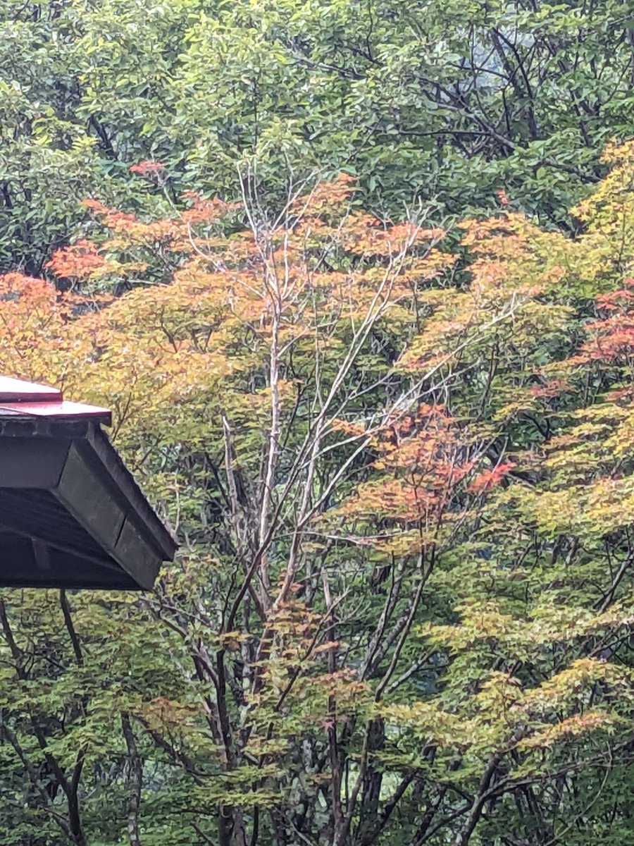 kensin0415's tweet photo. まだまだ、暑いですが、箕輪ダムは、色付いている葉が、ちょっとだけ、見られました。まだまだ青いですけどねぇ。#箕輪ダム#もみじ湖 https://t.co/PqInmVwI1i