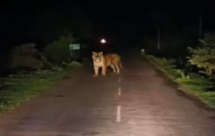 gaurravbhrdwj's tweet photo. On 9 August, a truck driver had a tiger sighting on the road at night while passing through the forest in Dantewada. Although this incident may seem common, no evidence of tiger presence has been found in this iron-mining area over the past 3–4 years. The said tiger was seen by a truck driver who also made a video of it.
This area is one of the closest to the Indravati Tiger Reserve in the Bastar division. However, in terms of direct corridor connectivity, it is situated extremely close to the wildlife corridors of Tadoba and other Maharashtra landscapes, linked through the lower areas of Gadchiroli and Chandrapur. I can state with certainty that this tiger is not one of the 5–6 resident tigers of Indravati, but a new tiger that has come from Maharashtra through the corridor. Interestingly, just a few days ago, poachers were caught in the same area with a tiger skin.
Currently, the Forest Department is increasing its patrols for the tiger’s safety and has installed trap cameras in some areas located near the Dankini river. So far, no evidence of the tiger’s presence has appeared in the trap cameras, nor has the tiger hunted any cattle in this area. This pattern strongly indicates that the tiger is continuously moving through the corridor and is searching for a safe habitat for itself.
For the protection of this tiger, the Chhattisgarh Forest Department must remain vigilant and simultaneously strengthen its intelligence (mukhbiri) network so that the safety of this tiger can be ensured. Otherwise, if we look at past experiences, all the axis tigers from Maharashtra and Madhya Pradesh that came into Chhattisgarh through corridors have either been killed (their skins recovered at different times) or have simply disappeared.
Taking these experiences as a serious threat, extreme caution is absolutely necessary; otherwise, Chhattisgarh’s record so far will continue to be called a graveyard for tigers. #DantewadaTiger #BastarTiger
#IndravatiTigerReserve #TigerCorridor #ChhattisgarhWildlife
#SaveTheTiger #TigerConservation