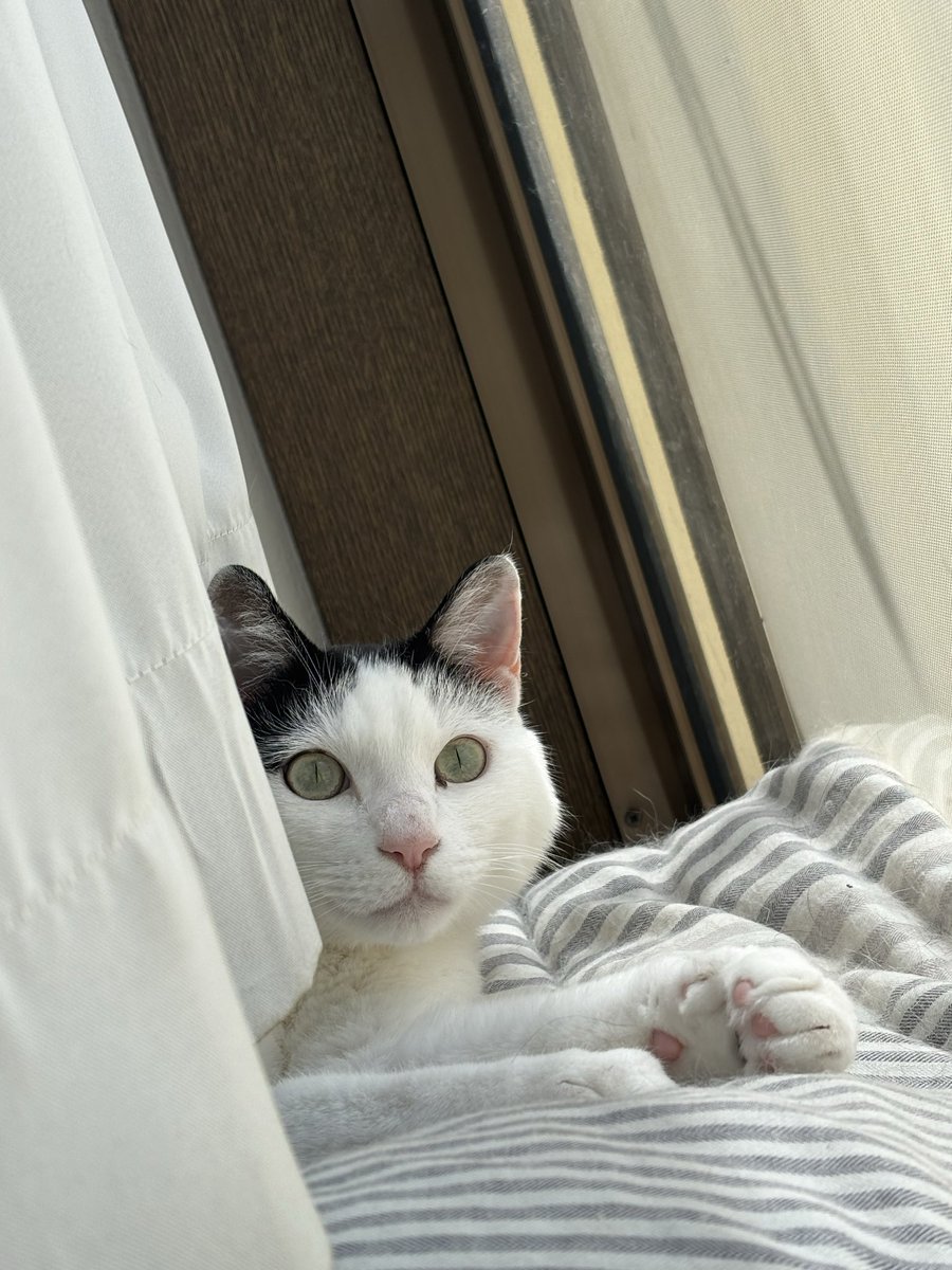 Geo_NS_'s tweet photo. 今日のマル
日向ぼっこで猫目( Φ ω Φ )
#猫　#猫のいる暮らし https://t.co/OItC1oSwuo