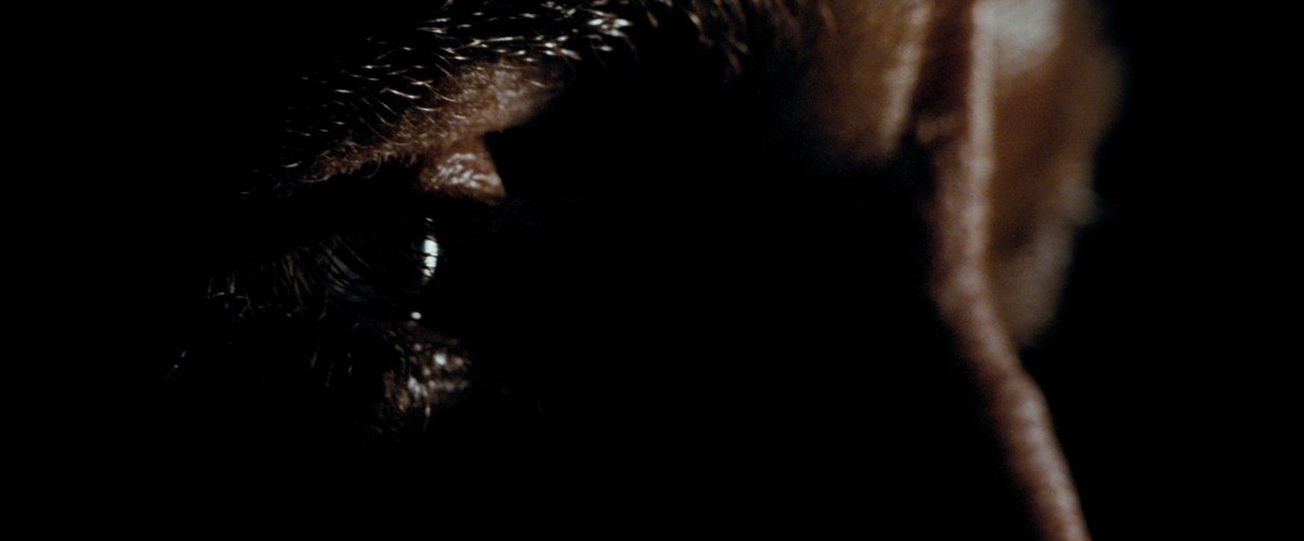 nefastis_'s tweet photo. Quantum of Solace (2008) https://t.co/WyFdc40p6X