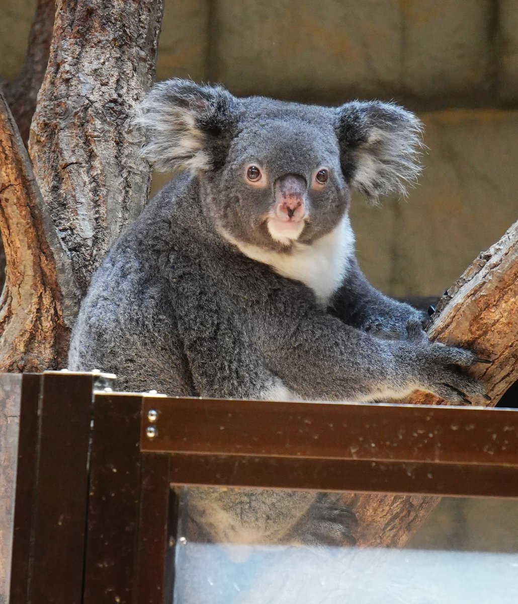真剣なりんちゃん💕耳がふさふさ🤤 2026.6 ＃東山動植物園 ＃コアラ ＃りん