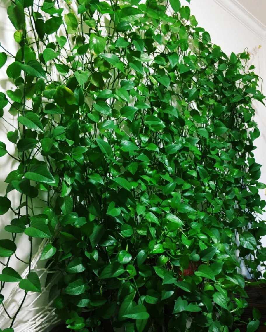 Rickyjoeladd2's tweet photo. [Pro tip for your pothos! Let its soil dry completely between waterings – it’ll thrive with minimal fuss u0026 bright indirect light. ]， https://t.co/AH4HCftQJp