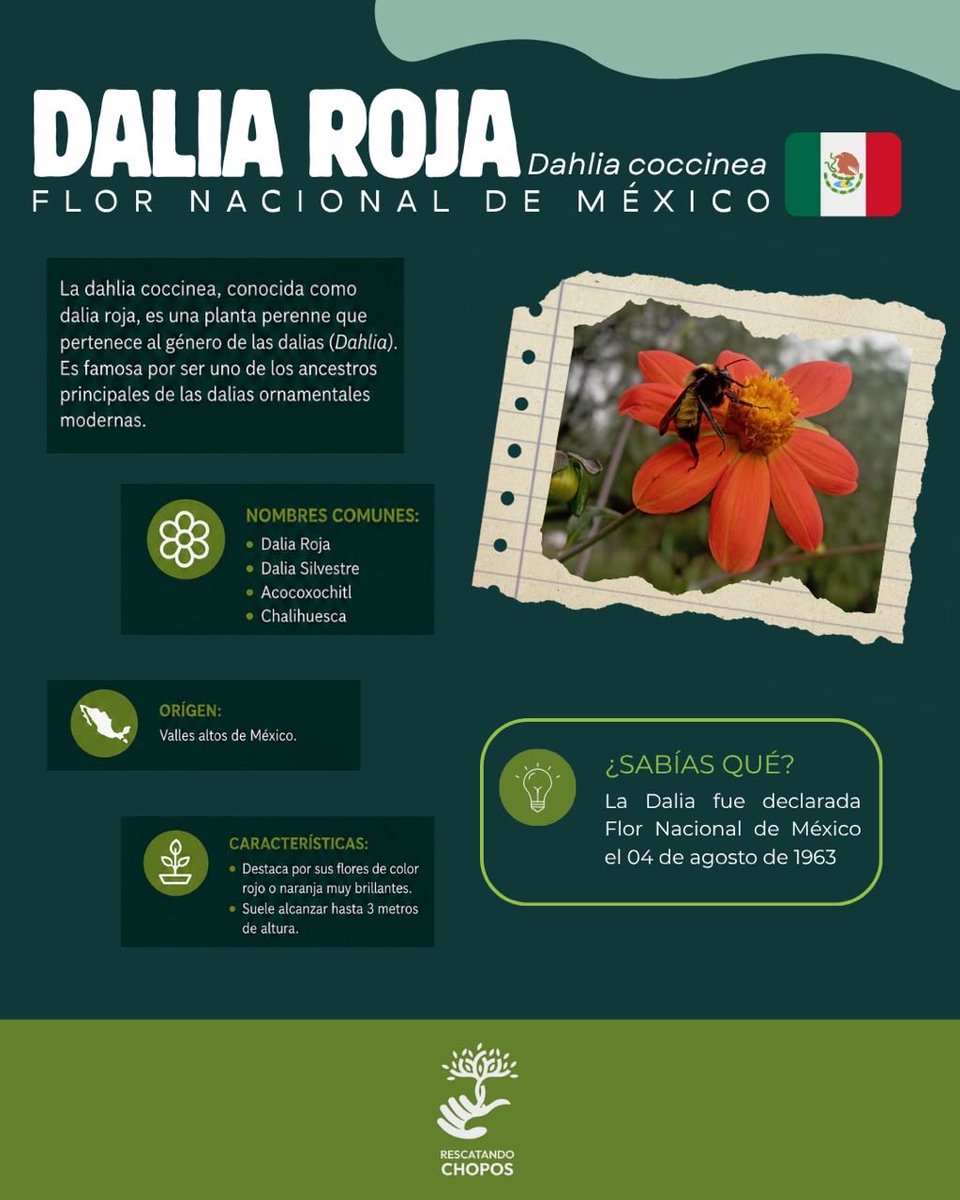 RescatandoChopo's tweet photo. ¿Sabías que la flor nacional de México crece en el #ParqueCentral? Desde hace un año, conservamos un ejemplar de Dahlia coccinea, la dalia silvestre que dio origen a las variedades de todo el mundo. 🌸✨#RescatandoChopos #CuautitlánIzcalli https://t.co/ArmogDrkMD