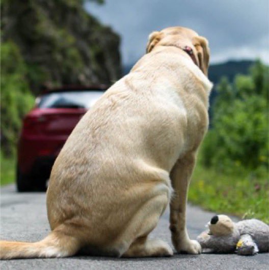 choquei's tweet photo. 🚨BRASIL: Câmara aprova suspensão e até cassação da CNH por abandono de animais. Motorista que voltar a usar veículo para abandonar animais na rua em até dois anos poderá perder a CNH. Regra também vale para embarcações. O texto segue para o Senado. https://t.co/xaoizD0GXv