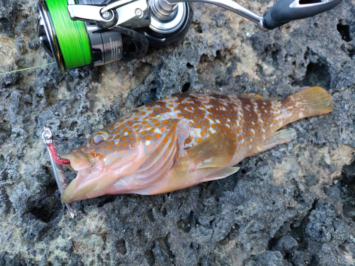 ch48743151's tweet photo. 宿泊されたお客様🎣

台風も重なり、思い通りの釣行とはいきませんでしたが、佐渡での釣りを楽しんでいただけたようで良かったです😊

次回はぜひ渓流＆青物狙いで遊びに来てください🔥

また佐渡でお待ちしております！ https://t.co/j7lakf8Ndc