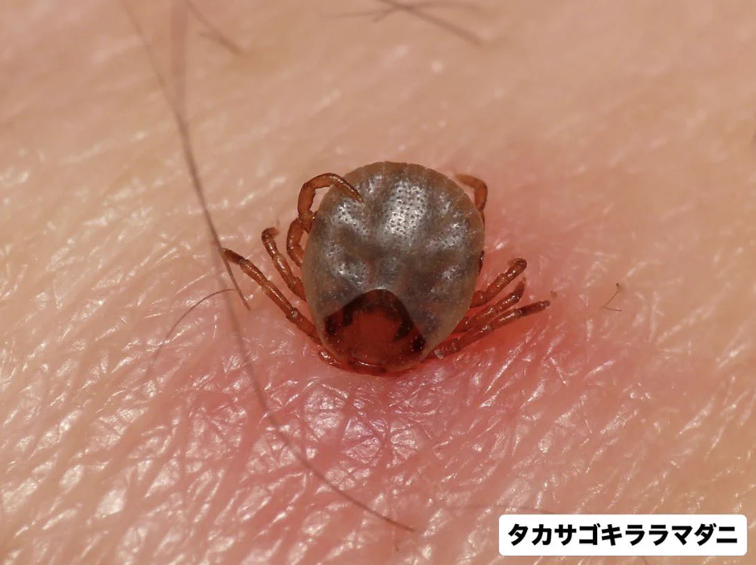 パオちゃん（倉敷市立自然史博物館） on X: 