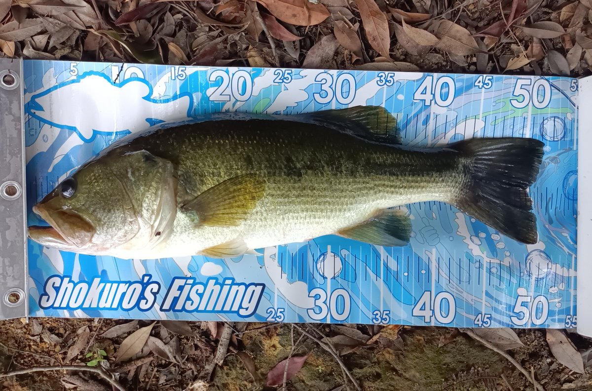 bmg1107's tweet photo. こんにちはです┏○ﾍﾟｺｯ
今日から盆休み1日目の🎣
昼までに この 2匹🐟🐟
巻反応なし 沈み蟲2.6で
ｷﾀ━(ﾟ∀ﾟ)━!
50UP🐟  40UP🐟
 #バス釣り
 #御荘
 #四万十市
 #野池 https://t.co/iXJtPg2AIE
