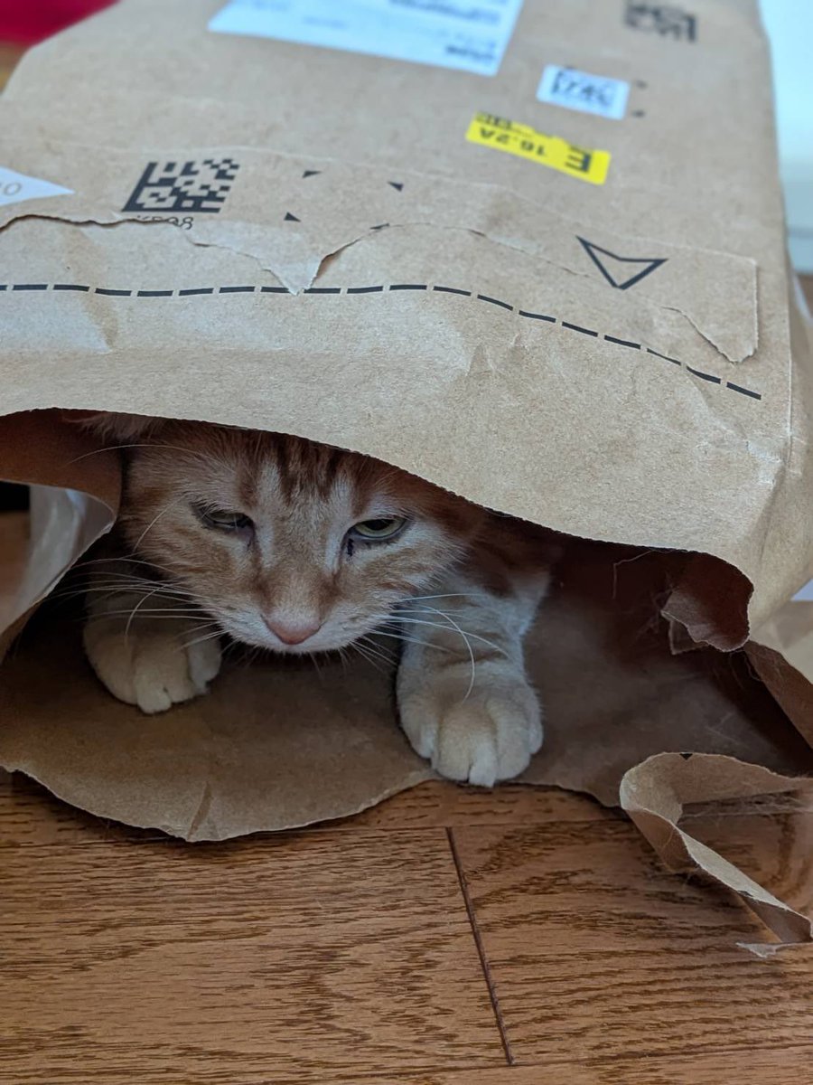 _nekodesuyo's tweet photo. 目ヤニ取ろうとするとブチ切れるのなんで？ https://t.co/0fwkzxwBAp