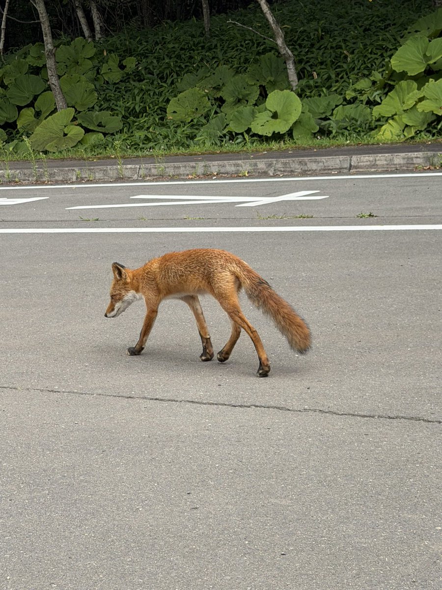 gatitamiiko's tweet photo. 足長美人さん🦊 https://t.co/mu7JVuFQPW