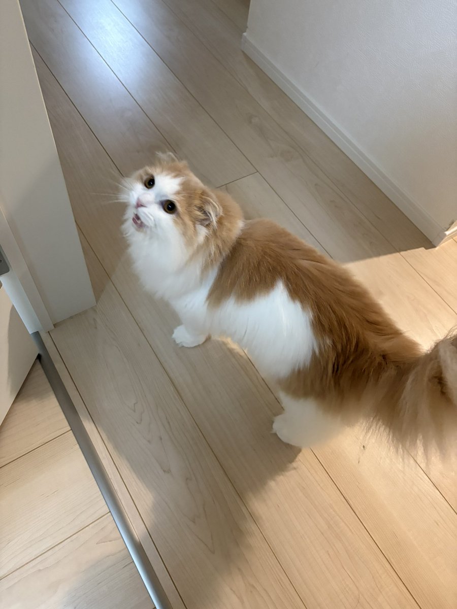 _berureo's tweet photo. 遊んで欲しい猫集 https://t.co/O5rl9yYJTU