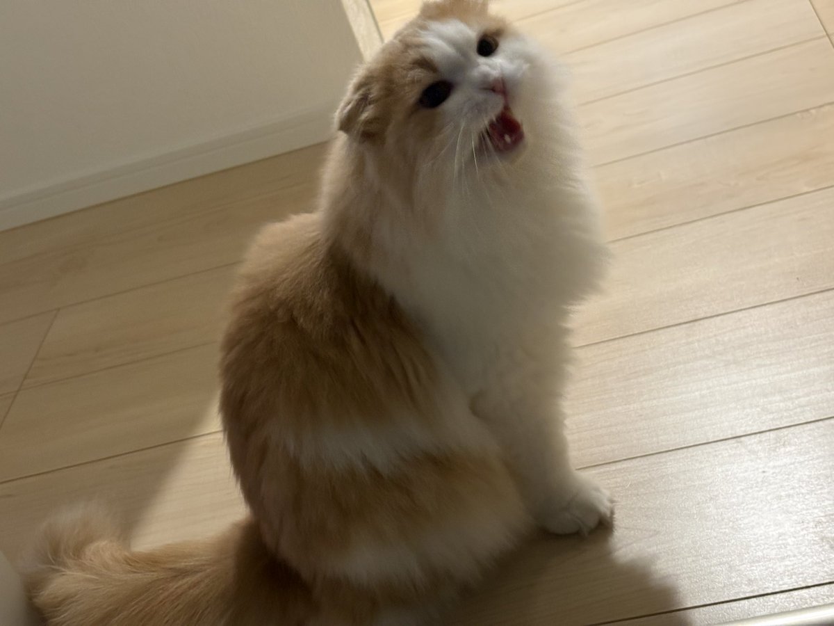 _berureo's tweet photo. 遊んで欲しい猫集 https://t.co/O5rl9yYJTU