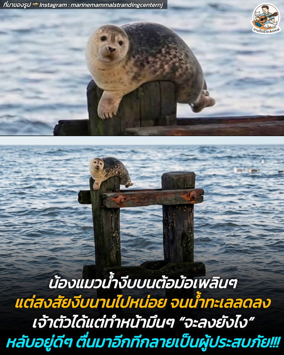 AnimalFW_TH's tweet photo. น้องแมวน้ำฮาร์เบอร์ที่หลับเพลินอยู่ดีๆ ตื่นมาอีกทีงานเข้าซะแล้ว เพราะน้ำทะเลดันท่วมลดลงไปตอนไหนก็ไม่รู้ ทำให้น้องค้างเติ่งอยู่บนนั้นด้วยสีหน้ามึนๆ งงๆ จากแมวน้ำชิลๆ กลายเป็นผู้ประสบภัยซะงั้น หน้าตาน้องคงคิดในใจว่า "เอ้า... แล้วจะลงยังไงล่ะเนี่ยยย" 🦭😳🥹
น้องอุ๋ง : ช่วยหนูด้วยยย

เรื่องราวสุดเอ็นดูของย้องแมวน้ำฮาร์เบอร์ (Harbor Seal) ตัวหนึ่งที่อาศัยจังหวะน้ำขึ้น ปีนขึ้นไปนอนอาบพุงบนตอม่ออย่างสบายใจ เพราะตรงนี้ทั้งเงียบ สงบ และปลอดภัยจากนักล่าในน้ำสุดๆ 😆

แต่ดูเหมือนน้องจะหลับลึกไปหน่อย พอสะดุ้งตื่นขึ้นมาอีกที ปรากฏว่าน้ำทะเลลดระดับลง ทิ้งให้น้องต้องอืดอยู่บนยอดเสา จะกระโดดก็ไม่กล้า จะเดินก็ไม่ได้ ทำได้แค่ทำตาปริบๆ มองซ้ายมองขวา 😌

ทางศูนย์ช่วยเหลือสัตว์ทะเล (Marine Mammal Stranding Center) เจ้าของภาพเล่าว่า แม้ภาพจะดูน่าเอ็นดู แต่น้องอุ๋งก็ชิลมากฮะ น้องเพียงแค่นอนรอเวลาอย่างใจเย็น จนกระทั่งน้ำทะเลหนุนกลับขึ้นมาอีกครั้ง น้องก็สไลด์ตัวลงน้ำกลับบ้านไปหาปลาต่อแบบชิลๆ เหมือนไม่มีอะไรเกิดขึ้น ถือเป็นเทคนิคการเอาตัวรอดขั้นเทพ หลับให้สบายแล้วค่อยตื่นมาลุ้นเอา 🤣

เรียบเรียง 🖋️ แอดเพา
ที่มาของรูป 📸 Instagram : marinemammalstrandingcenternj
#แมว #หมา #ทาสแมว #อาณาจักรสัตว์โลก #ตามติดชีวิตAnimal