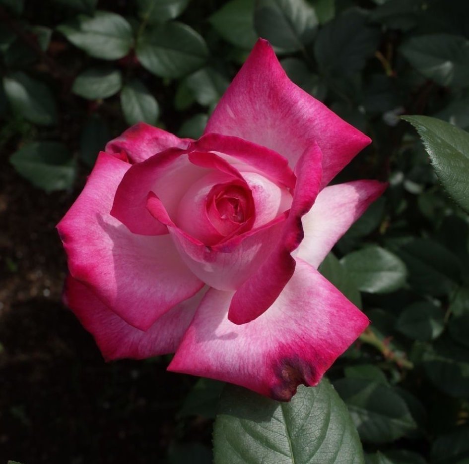 Virginia1Gina's tweet photo. @VijayEllaurie "The faster you get back to people, the less brilliant you have
to be."🖊️ Helen Gurley Brown, Feb. 18, 1922 - August 13, 2012
                         Good morning, @VijayEllaurie 😊
                                 Happy  #RoseThursday ! https://t.co/ENA3q2ddwP