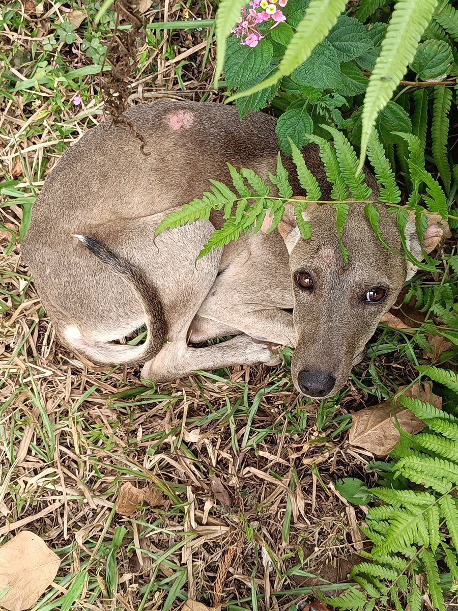 JaidevJamwal's tweet photo. These cute and meek looking dogs are causing immense harm to rare wildlife all over the country. While hiking, local dogs try to tag along and I am usually shooing them away these days. They will harass or chase away every bird and animal they see otherwise. Just saw a poor peacock with half his feathers pulled out.

Dog lovers who oppose controlling their numbers are a special kind of stupid.