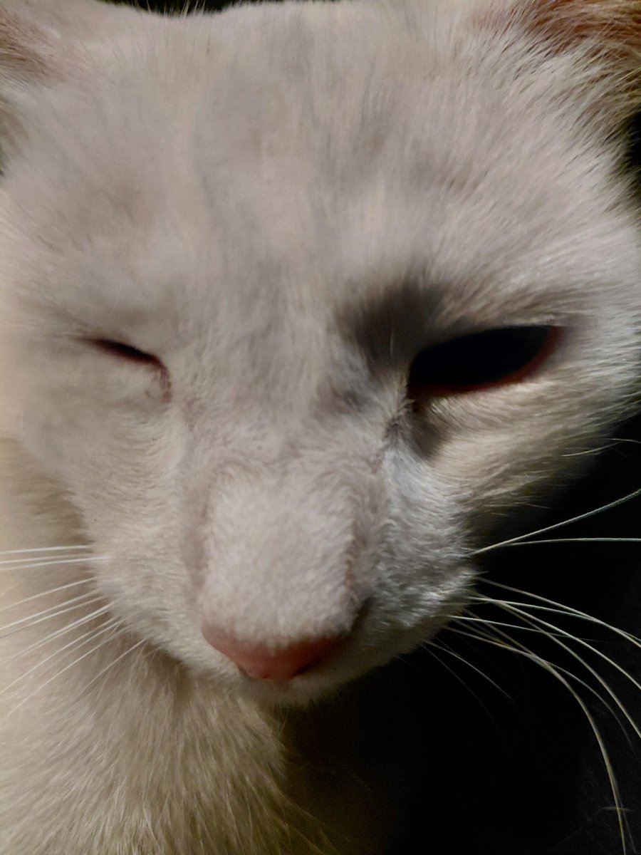 AeE2_2's tweet photo. More kitty (* ﾟ∀ﾟ) https://t.co/NE0bNBraT0