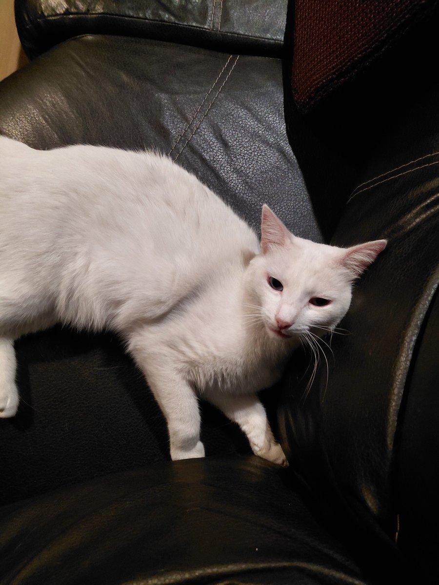 AeE2_2's tweet photo. More kitty (* ﾟ∀ﾟ) https://t.co/NE0bNBraT0