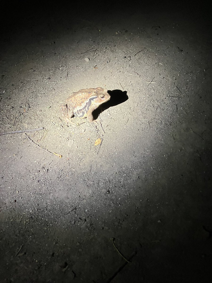 witc_saitama's tweet photo. ⚠️カエル注意⚠️
夜の見沼自然公園で発見！
最初はウシガエルかと思ったんですがよくみたらアズマヒキガエルでした！
夜行性のカエルでご飯を食べにやってきました https://t.co/c9mEHHAYFu