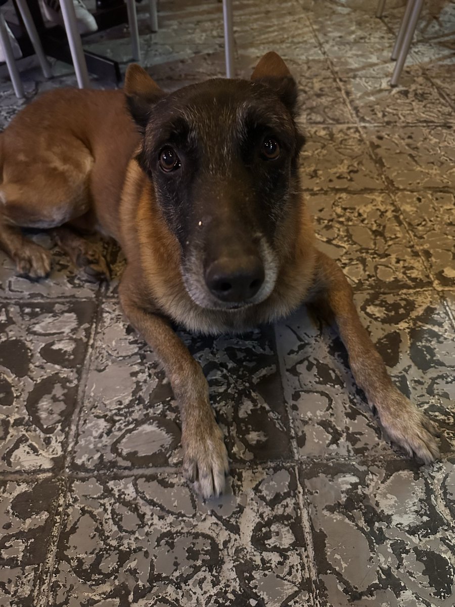 AdryLudewig's tweet photo. 🚨🚨🚨🚨 Alguien por favor que pueda resguardarlo este perrito por esta semana a partir de hoy!! No puedo yo meterlo a mi casa. Me hago cargo de gastos y lo llevo a donde me digan.  #gdl https://t.co/1uuWOqrrCs
