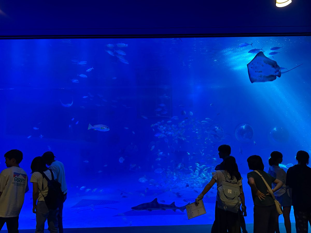 netema3's tweet photo. ジンベエザメ水槽、主役のジンベエザメは居なくなってしまったけど、これはこれで素晴らしいです。 https://t.co/4O1WM7V3z4