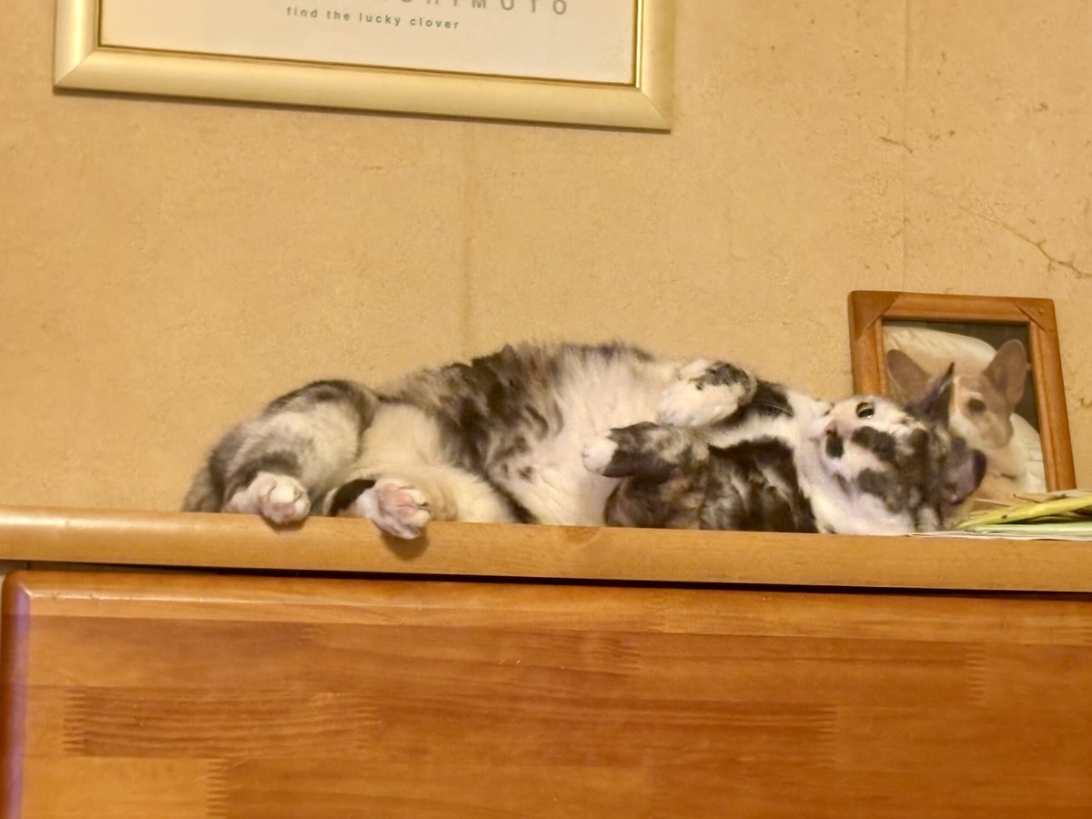 PearlRuby_cats's tweet photo. ラッコみたい🦦 https://t.co/Abc1PlIgE5