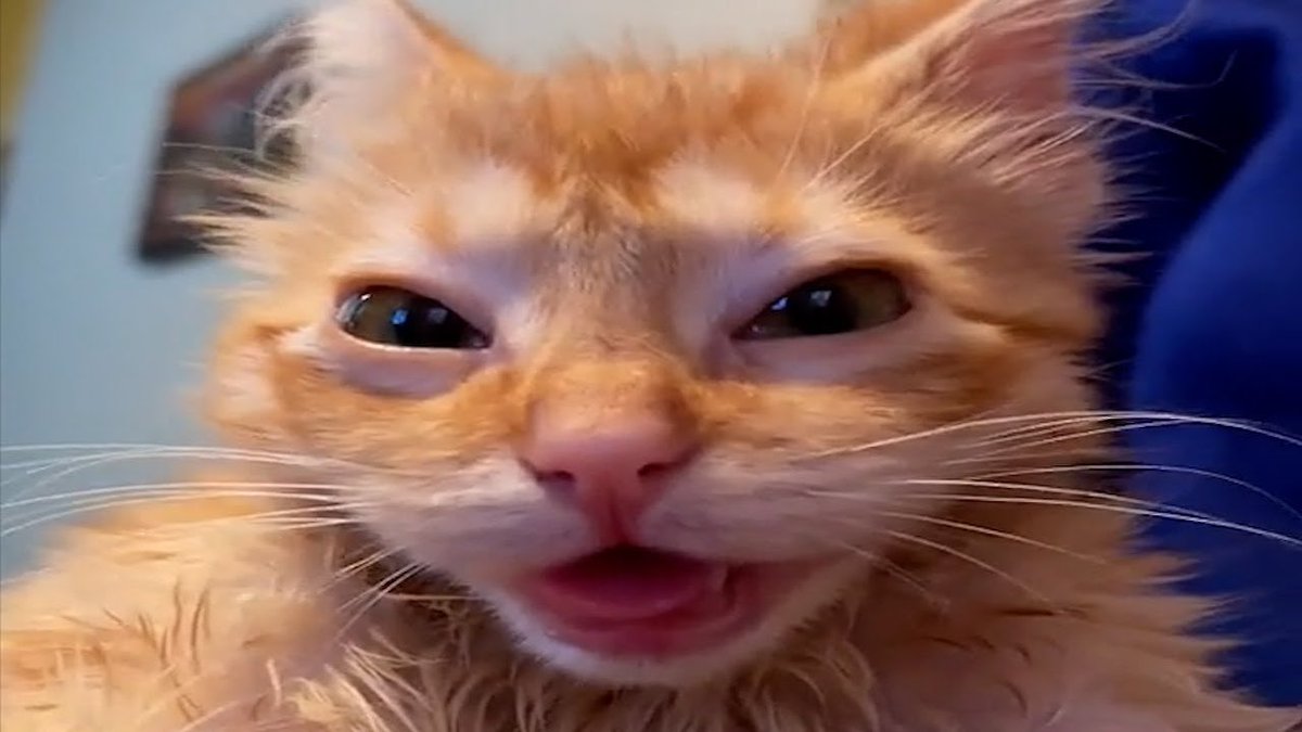 HenyoOkay's tweet photo. Second post
Heres a pic of a cat(idk) https://t.co/Agp9TLk1AS
